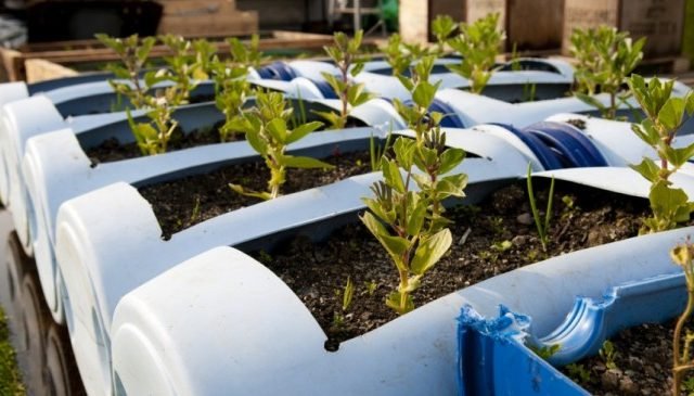 Startup brasileira usa materiais reciclados e tecnologia para cultivar hortas urbanas em telhados