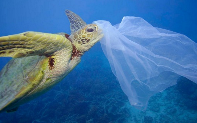 Como a poluição por plástico ameaça a vida na Terra