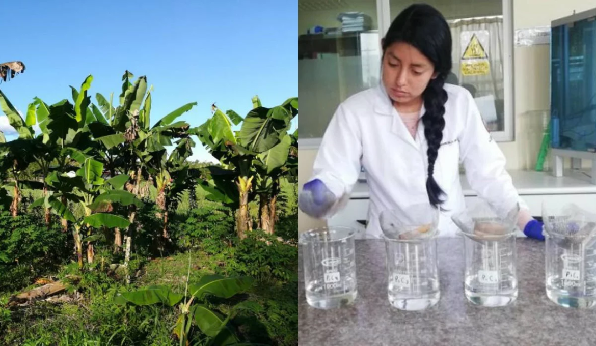 Equatoriana usa restos de bananeira para purificar água